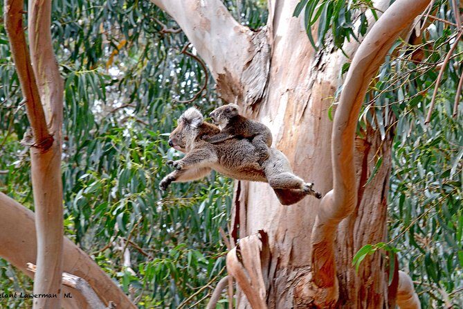 Guided Koala Walk and Bushfire ecology tour - The Guides and Their Role