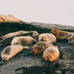 Guided RIB Boat Adventure of Casco Bay - The Itinerary in Detail