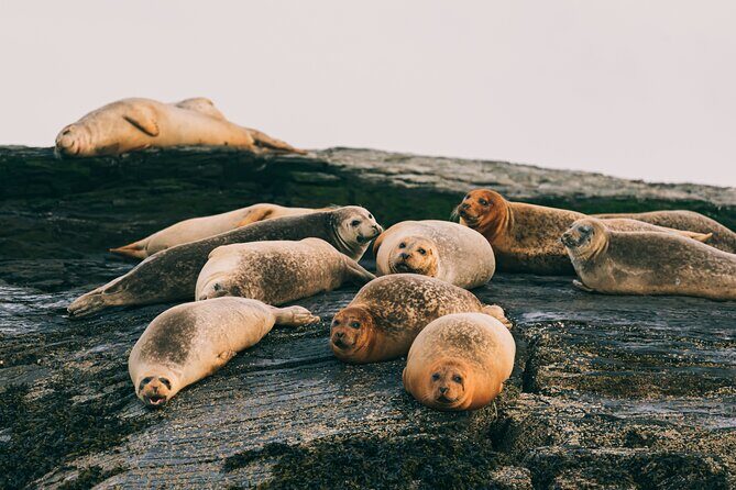 Guided RIB Boat Adventure of Casco Bay - The Itinerary in Detail
