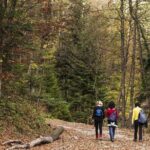 Guided Shared Group Forest Bathing Session in Serene Woodland Park - What Is Forest Bathing and Why It Matters