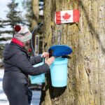 Guided Sugar Bush Tour and Beer Tasting from Toronto - An Inside Look at the Tour Experience