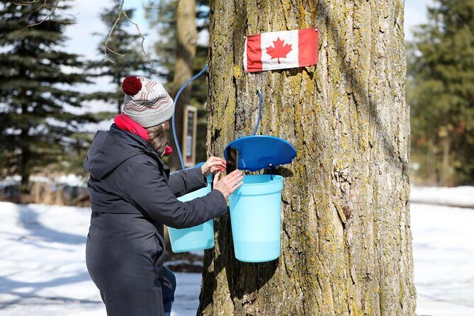 Guided Sugar Bush Tour and Beer Tasting from Toronto - An Inside Look at the Tour Experience