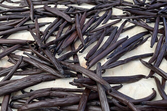 Guided tour of the island of Tahaa with Revanui Excursions - Dive Into Tahaa: The Full Experience