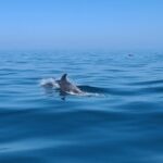 Guided Two hours Jetski Coastal Tour - The Experience of the Guides and Group Dynamics