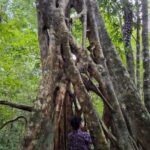Guided visit in the Palenque jungle (Palenque National Park) - Who Should Book This Tour?