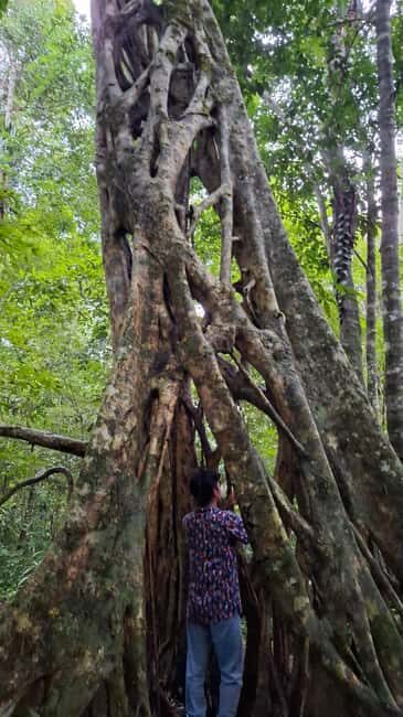 Guided visit in the Palenque jungle (Palenque National Park) - Who Should Book This Tour?