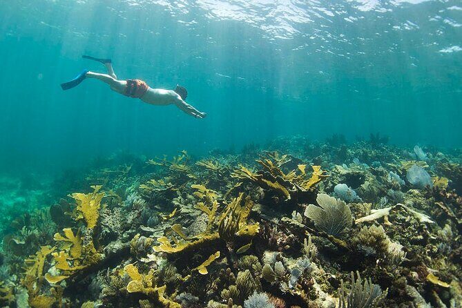 Guided Visit to Puerto Morelos with Snorkeling Included - Authentic Traveler Feedback