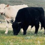 Guided Walking Tour of Methow Meadows and Meet the Animals - The Itinerary Breakdown