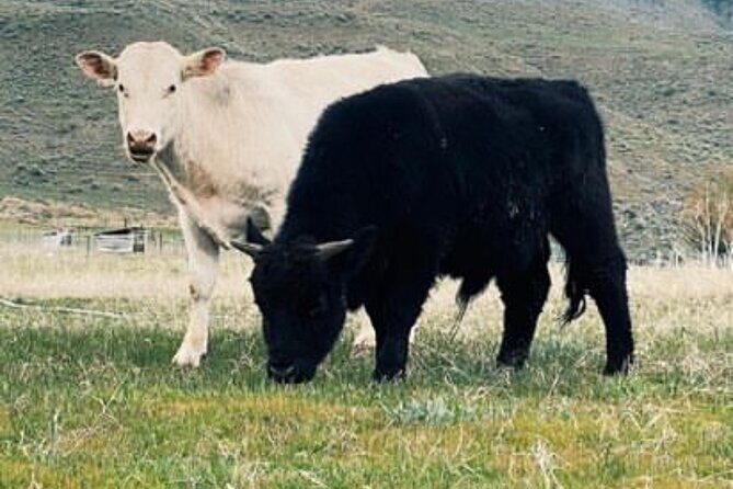 Guided Walking Tour of Methow Meadows and Meet the Animals - The Itinerary Breakdown