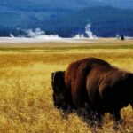 Guided Yellowstone Wildlife Tour - The Food & Snacks