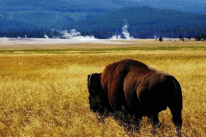 Guided Yellowstone Wildlife Tour - The Food & Snacks