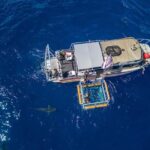 Haleiwa: North Shore Shark Cage Diving Experience - Key Points