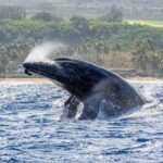Haleiwa: North Shore Whale Watching Tour by Catamaran - What Travelers Say