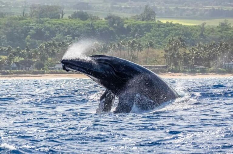 Haleiwa: North Shore Whale Watching Tour by Catamaran - What Travelers Say