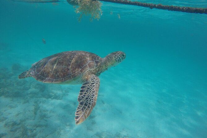 Half Day Akumal Beach Swim and Snorkel with Turtles Experience - The Transportation Experience