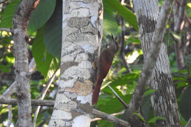 Half-Day Birdwatching Puerto Morelos - Authentic Review Highlights