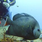 Half Day Dive Trip to the Cozumel reef - How This Tour Fits Different Travelers