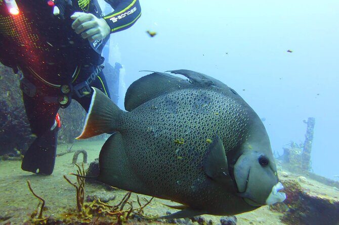 Half Day Dive Trip to the Cozumel reef - How This Tour Fits Different Travelers