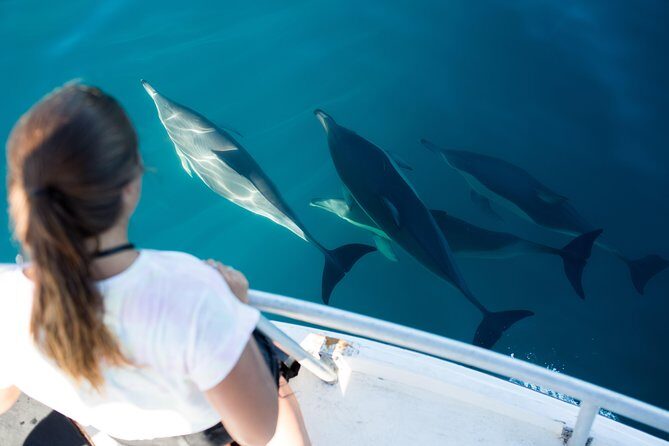 Half Day Dolphin & Wildlife Cruise - Tauranga - What’s Included and What’s Not