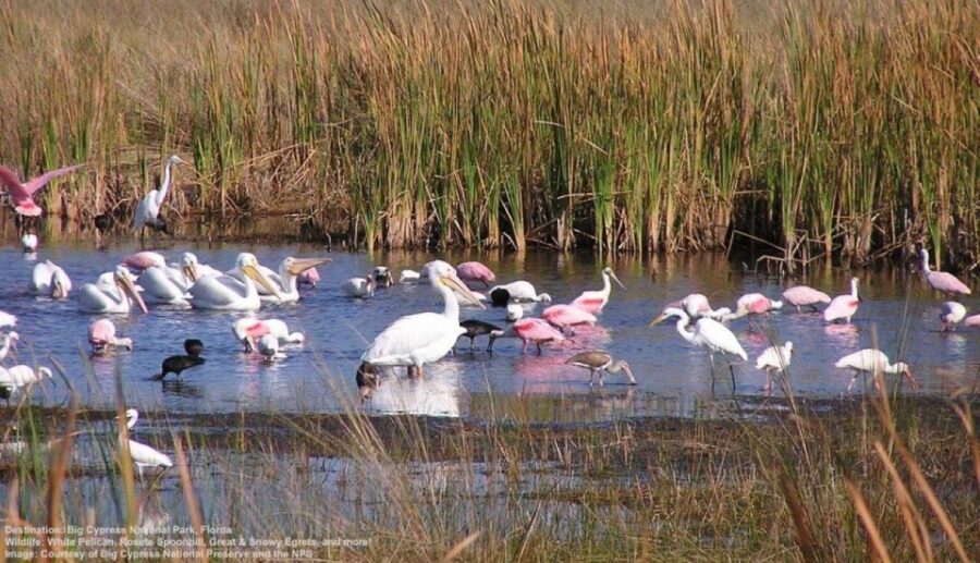 Half-Day Everglades Airboat Tours and Transportation - The Itinerary Breakdown