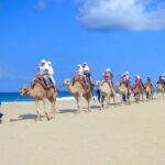 Half Day Guided Camel Safari in Cabo San Lucas - The Practical Side: What You Need to Know