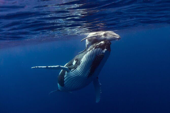 Half-Day Humpback Whales Encounter in Moorea - An In-Depth Look at the Moorea Whale Encounter