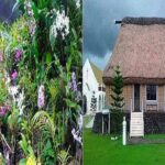 Half Day Nadi Tour incls Sri Siva Temple, Orchid Gardens,Local Village & Markets - What the Reviews Say