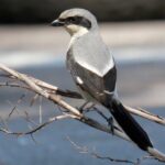 Half-Day Private Bird Tour of Fort De Soto Park in St. Petersburg - 2 person max - Final Thoughts