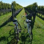 Half Day Private North Fork Bike Tour Thru Wine Cntry in Matituck - The Experience We Imagine