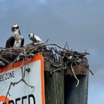 Half Day Private Shelling Dolphin EcoTour in 10 000 Island Marco - The Vessel and Comfort