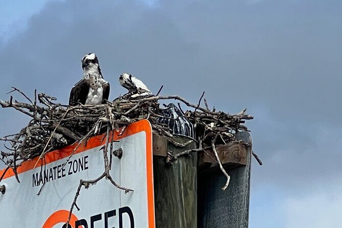 Half Day Private Shelling Dolphin EcoTour in 10 000 Island Marco - The Vessel and Comfort