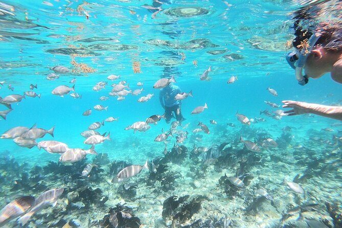Half Day Private Tour to Islamorada Alligator Reef and Sandbar - The Experience Value