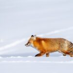 Half Day Private Wildlife Photography Tour in Yellowstone - Whats Included and Whats Not