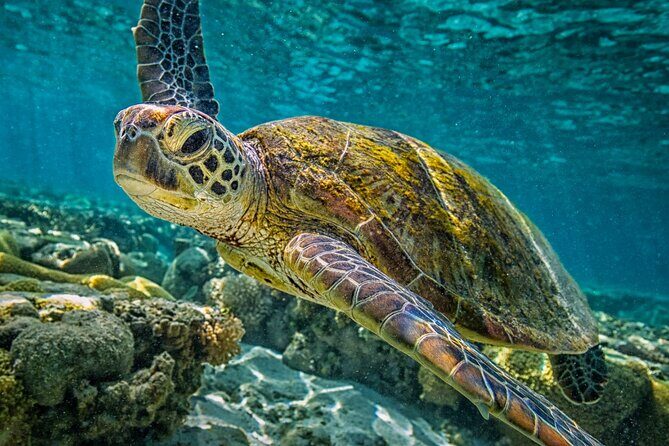 Half-Day Puerto Morelos Snorkeling Experience with Lunch - The Experience: Pros and Cons