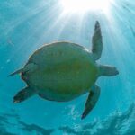 Half Day Shared Tour in Cenote Cave and Swimming with Turtles - The Practicalities: What You Need to Know