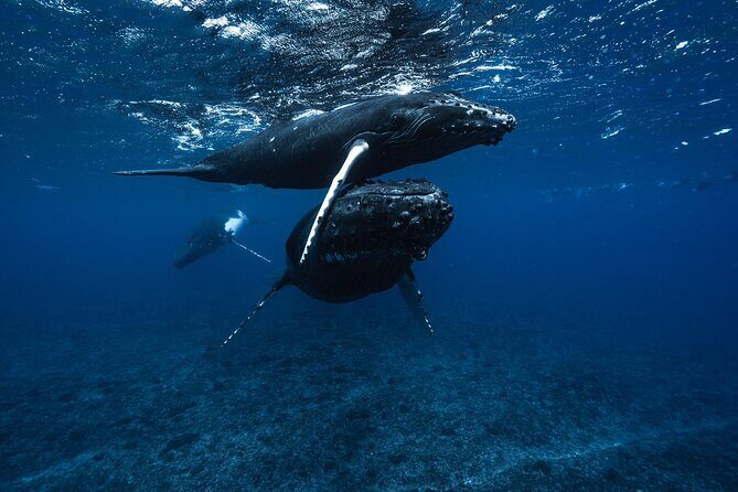 Half Day Small Group Whale Watching - Final Thoughts