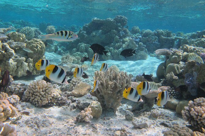Half day Snorkeling Shared Boat Tour in Bora Bora - Who Is This Tour For?