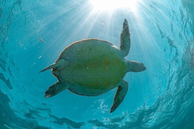Half-day Tour Sea Turtles Encounter in Akumal Bay - What Do Travelers Say?