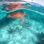 Half Day Tour: Turtles Encounter in Akumal Beach - Who Should Book This Tour?
