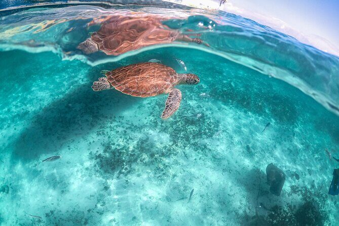 Half Day Tour: Turtles Encounter in Akumal Beach - Who Should Book This Tour?