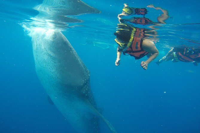 Half Day Whale Shark Tour From Playa del Carmen - Frequently Asked Questions