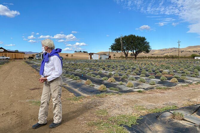 Half-day Wine and Olive Oil Tasting and Lavender Farm Tour - What’s Included and What’s Not