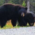 Half Day Yukon Suspension Bridge & Summit Tour - Who Is This Tour Best For?