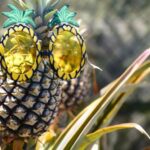 Hali'imaile: Pineapple Farm Tour - What to Expect During the Tour