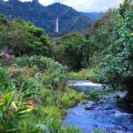 Hana Rainforest Helicopter Flight with Landing from Maui - What the Reviews Say