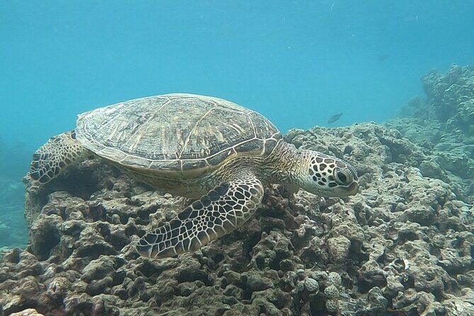 Hanauma Bay Guided Snorkeling Tour with Transportation - How the Transportation Works