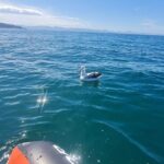 Harbour, Albatross and Wildlife Cruise on Otago Harbour - Getting to Know the Otago Harbour Wildlife Cruise