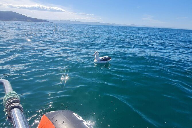 Harbour, Albatross and Wildlife Cruise on Otago Harbour - Getting to Know the Otago Harbour Wildlife Cruise