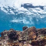 Hawaii: Pu'uhonua O Honaunau & Kealakekua Bay Snorkel Tour - The Practical Side: What’s Included and What’s Not