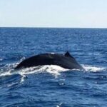 Hawaii: Waikoloa Whale Watch - The Cultural Connection: Why Whales Matter